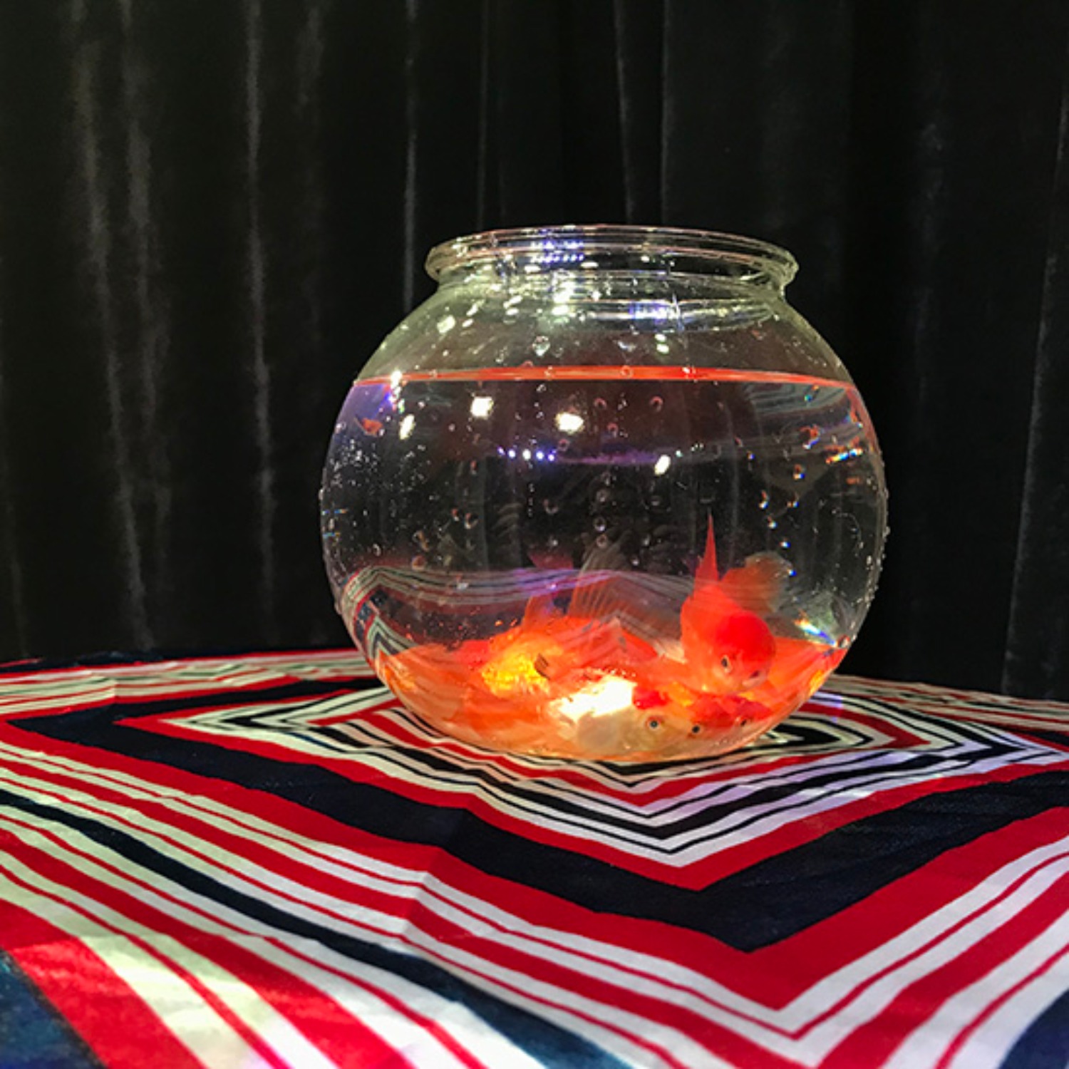 [매직 골드피쉬보울]Magic Goldfish Bowl (Small) 빈 어항에 순식간에 금붕어가!